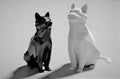 GeoCat